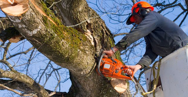 Image result for tree removal services