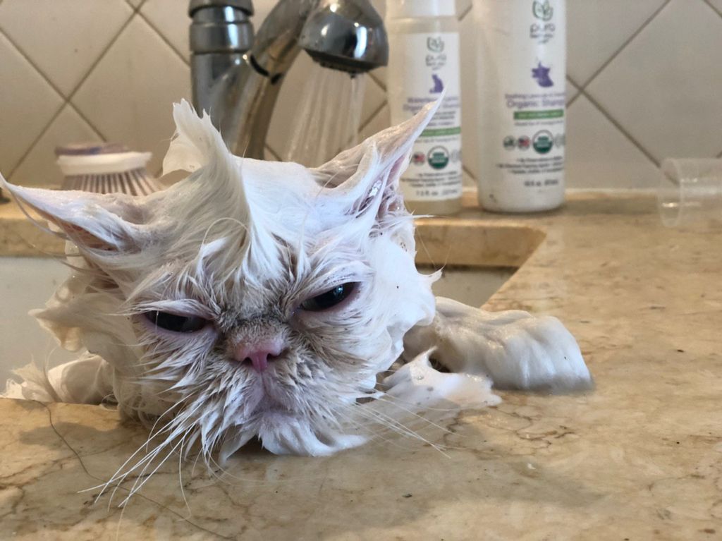 Groomit New York, NY