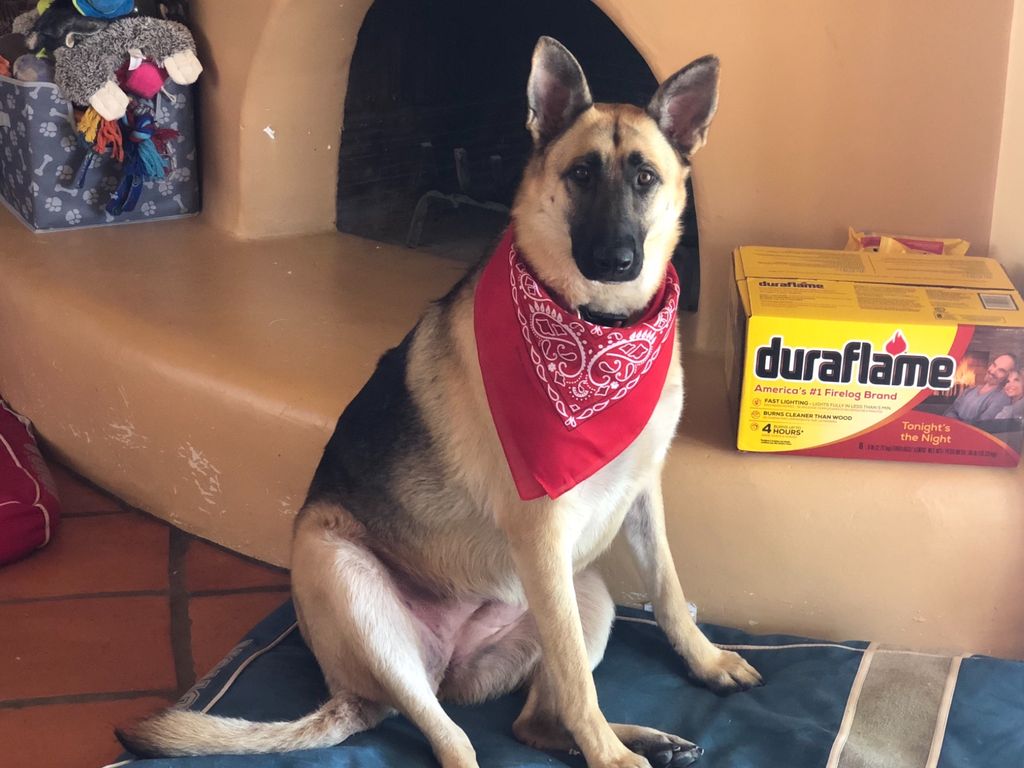 Lucky Dawg Mobile Grooming - Gilbert, AZ